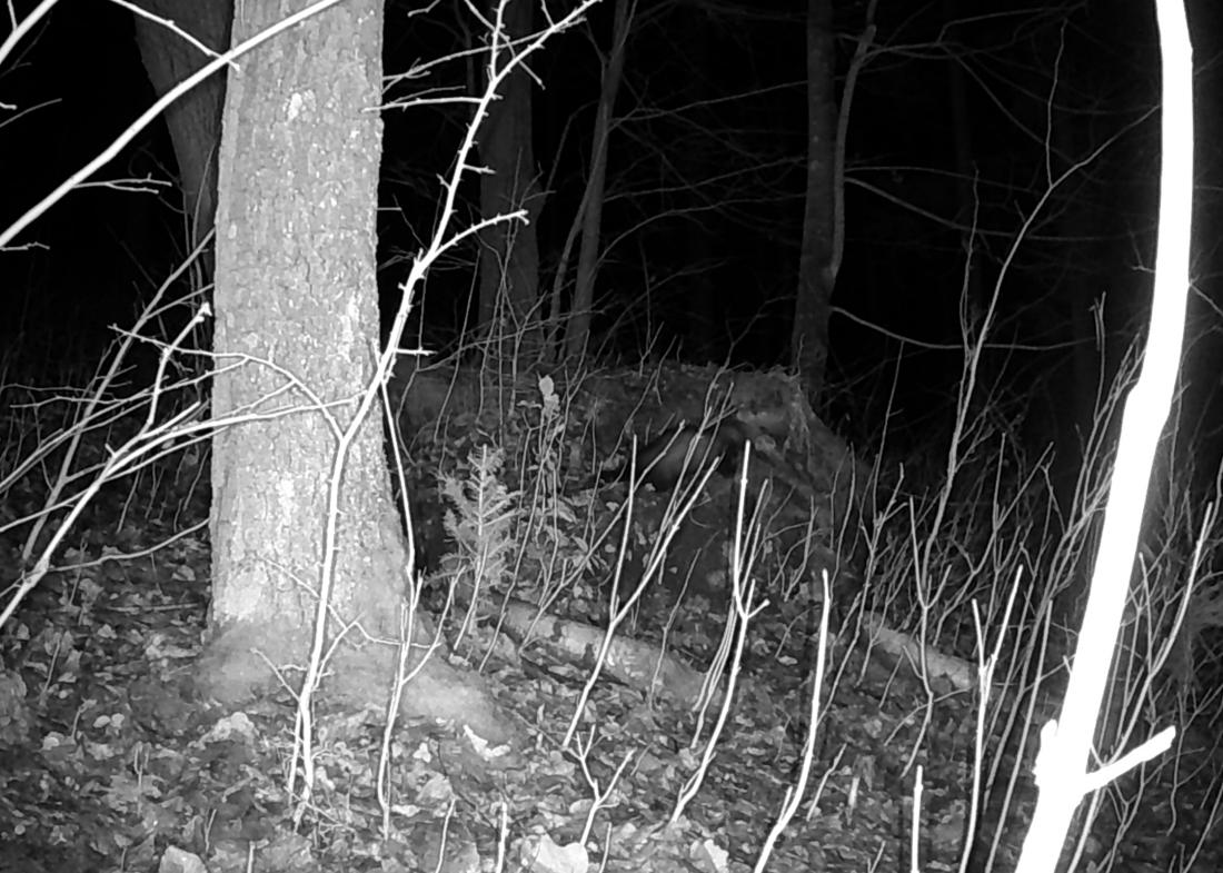 Děti z MŠ Rabí na stopě lesnímu tajemství