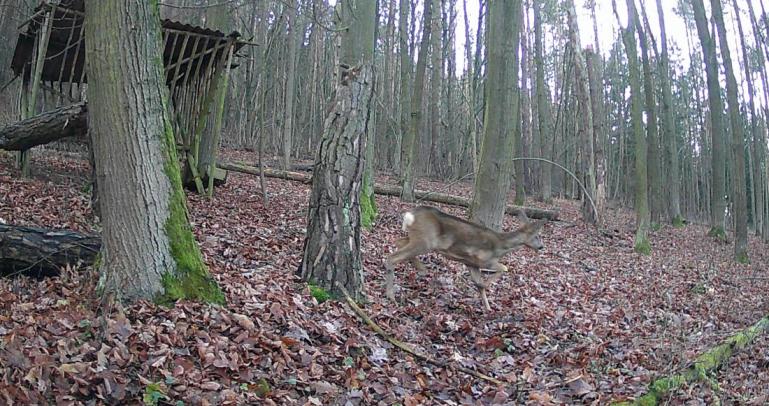 Fotoúlovky dětí z rábské mateřské školky. Foto: Fotopast MŠ Rabí
