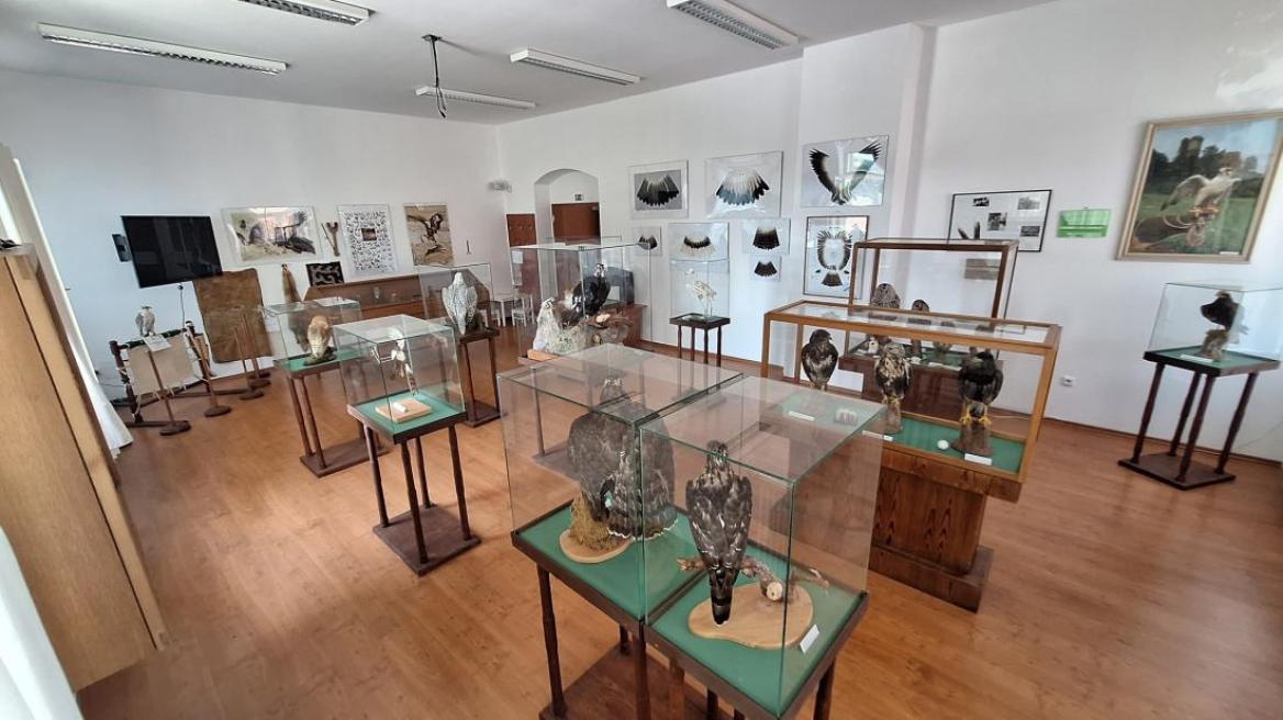 Expozice sokolnictví Milana Zaleše v Rabí.